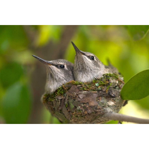 USA, California, Lakeside, Baby hummingbirds